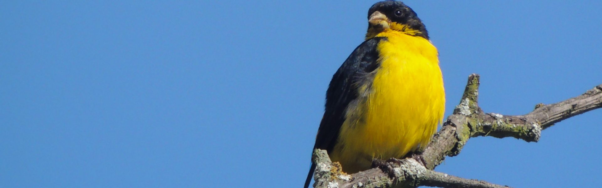 Colombia busca contar el mayor número de aves durante el Global Big Day 2023