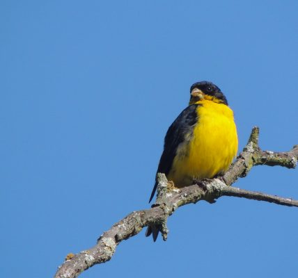 Colombia busca contar el mayor número de aves durante el Global Big Day 2023