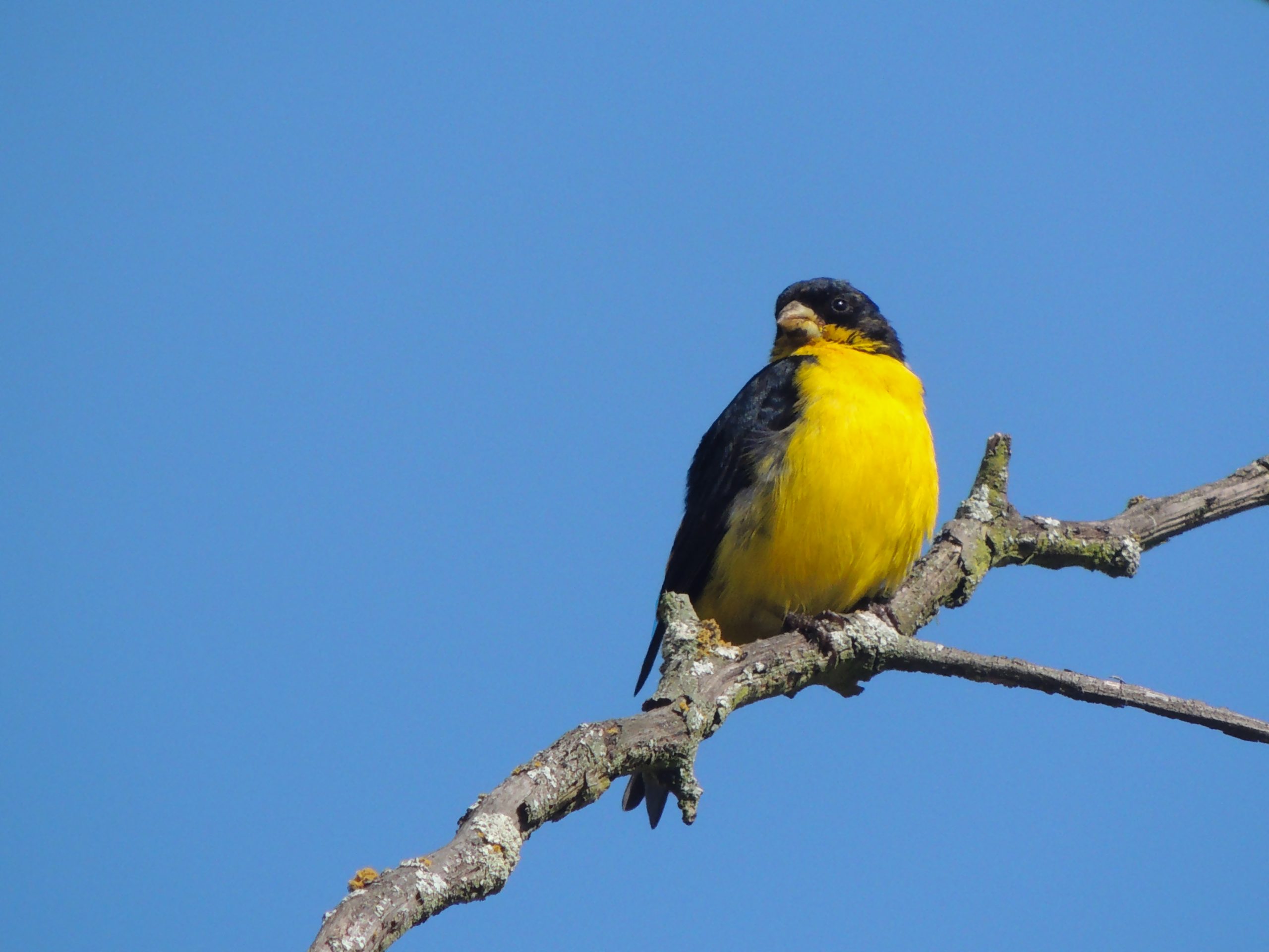 Colombia busca contar el mayor número de aves durante el Global Big Day 2023