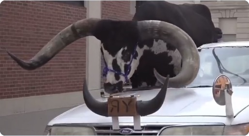 Detienen a un hombre por llevar a un gran toro como copiloto (VIDEO)